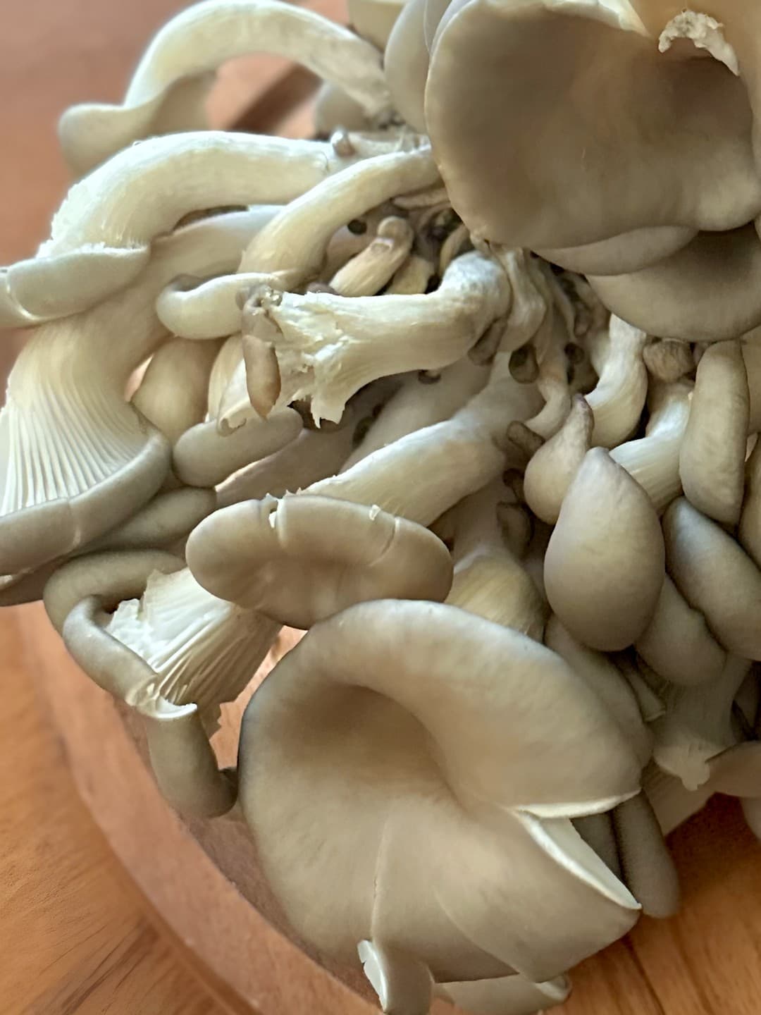 Blue Oyster